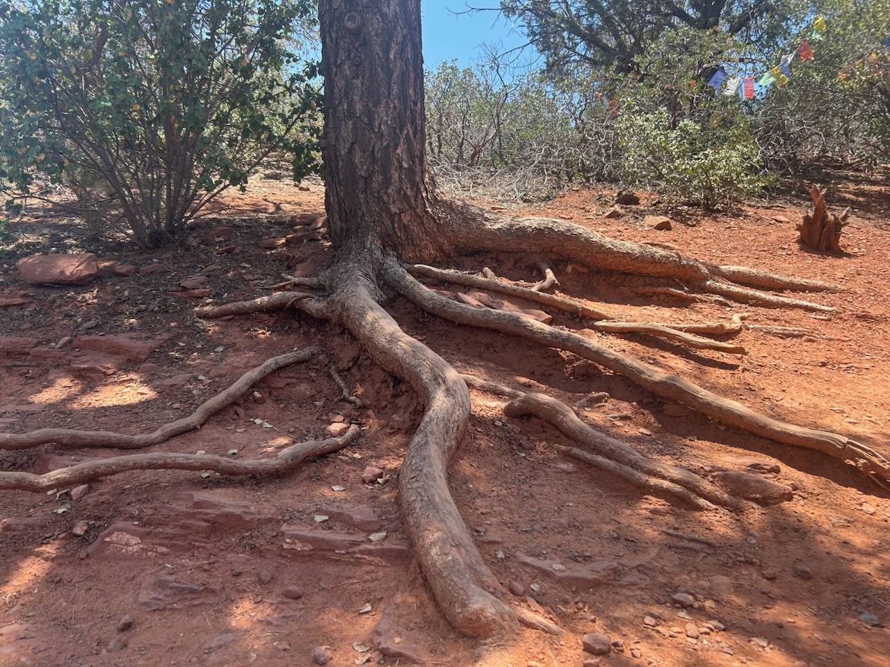 Rooted